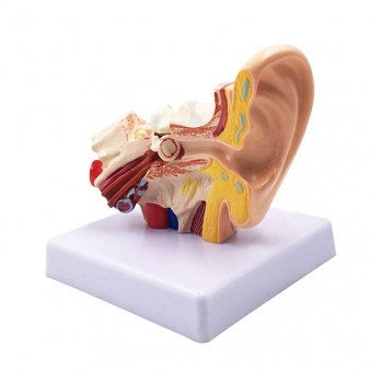 Human Ear Anatomy Models